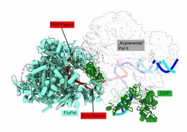 Das Bild zeigt die 3D-Struktur der Influenza-Polymerase (FluPol) im Moment, bevor sie die RNA-Kappe von der menschlichen RNA-Polymerase (Pol II) stiehlt. 