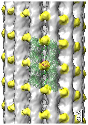 Die Kryo-Elektronentomographie zeigt Tubulindimere in Grün und EB1-Proteine in Gelb, die sich entlang der Mikrotubuli des primären Ziliums der Niere befinden. Die Rolle dieser ungewöhnlichen Verteilung von EB1 wird derzeit untersucht. 