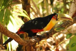 Auch Vögel, wie der Bunttukan (Ramphastos dicolorus) sind massiv vom Landnutzungswandel in Brasilien betroffen