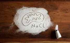 Salz stört die Funktion von Immunregulatoren 
