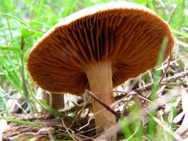 Ein Schleierling der Art Cortinarius odorifer 