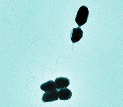 Vibrio natriegens