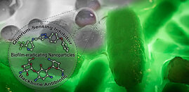 Zweifach beladene Nanopartikel, die einen Quorum Sensing Inhibitor (QSI) und das Standard-Antibiotikum Tobramycin tragen, eradizieren Biofilme von Pseudomonas aeruginosa