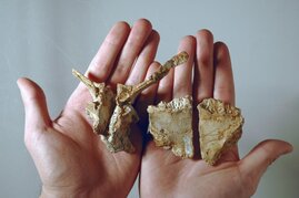 Schädelknochen des Transylvanosaurus geben Aufschluss über die Fauna der Kreidezeit