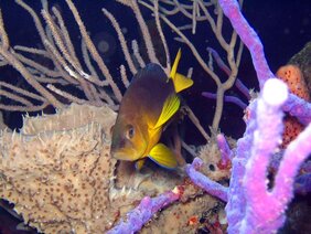Ein Gelbbauch-Hamletbarsch (Hypoplectrus aberrans) in einem Korallenriff vor Barbados  