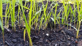 Experiment mit Böden im Labor 