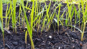 Experiment mit Böden im Labor 