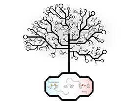 Zellulärer Stress und Homöostase (zellulärer Normalzustand)