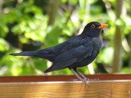 Amsel
