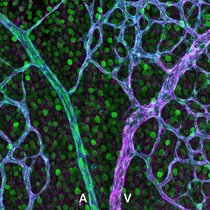 EphB4 und ephrin-B2 Expression in retinalen Blutgefäßen  MPI für molekulare Biomedizin / Jonas Stewen