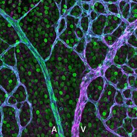 EphB4 und ephrin-B2 Expression in retinalen Blutgefäßen  MPI für molekulare Biomedizin / Jonas Stewen