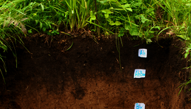 Bei der mikrobiellen Zersetzung toter Biomasse verbleibt ein Teil des Kohlenstoffs im Boden, wo er dann für sehr lange Zeiträume gebunden sein kann