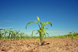 Wenn Stoffwechselnetzwerke von Pflanzen moduliert werden, können diese deutlich mehr Kohlendioxid binden - und damit möglicherweise den Klimawandel bremsen. 