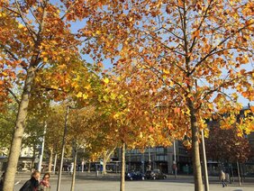 Rot-Eichen (Quercus rubra) und Dornenlose Gleditschien (Gleditsia triacanthos f. inermis)