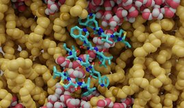 Molekülmodell Lugdunin vor Staphyslokokkenhintergrund