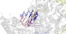 antivirale Wirkstoffkandidat Molnupiravir 