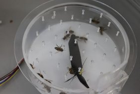 Bei einem kurzen Aufenthalt im Versuchsbehälter werden die Bienen verschiedenen Situationen ausgesetzt und beobachtet. 