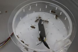 Bei einem kurzen Aufenthalt im Versuchsbehälter werden die Bienen verschiedenen Situationen ausgesetzt und beobachtet. 