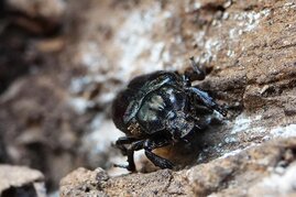 An der Innenwand einer Mulmhöhle fühlt sich der Eremit wohl 