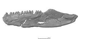 Rekonstruktion eines Unterkiefers des fleischfressenden Amnioten Diadectes absitus aus dem Permzeitalter, basierend auf CT-data. Rekonstruktion eines Unterkiefers des fleischfressenden Amnioten Diadectes absitus aus dem Permzeitalter, basierend auf CT-data.
