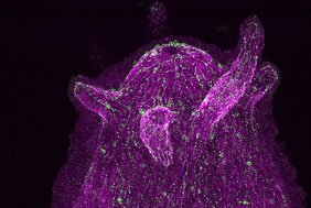 Eine Neuronenpopulation in Hydras diffusem Nervennetz exprimiert Neuropeptide (in grün), die mittels spezifischer Antikörper sichtbar gemacht werden. Die Zellkerne sind in Magenta eingefärbt.  