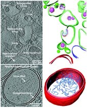 Details von mit SARS-CoV-2 infizierten Zellen, aus denen 3D-Darstellungen am Computer generiert wurden.