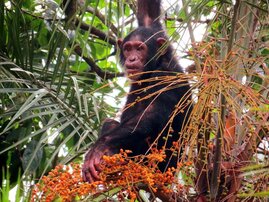 Für viele afrikanische Primaten sind Palmfrüchte eine wichtige Nahrungsgrundlage. Umgekehrt helfen sie bei der Samenverbreitung. 