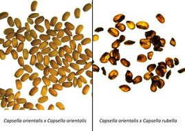 Lebensfähige Samen von Capsella orientalis auf der linken Seite und kollabierte, nicht lebensfähige Samen, die durch Kreuzung von Capsella orientalis mit ihrer nahen Verwandten Capsella rubella erzeugt wurden.  