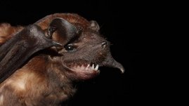 Eine Fledermaus der Gattung Molossus aus Costa Rica