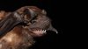 Eine Fledermaus der Gattung Molossus aus Costa Rica