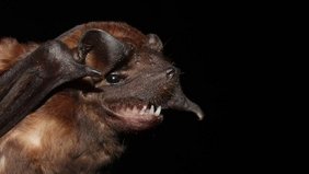 Eine Fledermaus der Gattung Molossus aus Costa Rica