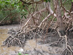 In der Mangrove bei Bragança, Brasilien. 