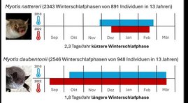 Grafik Winterschlafphasen Wasserfledermäuse 