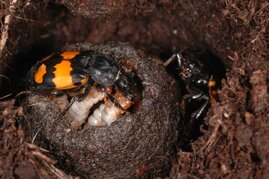 Elterntiere des Schwarzhörnigen Totengräbers (Nicrophorus vespilloides) beim Füttern der Larven.  