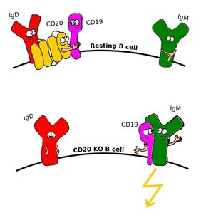 Freiburger Forschende untersuchten, wie das Membranprotein CD20 die Nanostrukturen der Zellmembran der B-Zellen ordnet. 