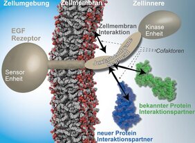 Aufbau und Interaktionen der EGF-Rezeptoren. Die Forschungsarbeiten entschlüsseln ein neues Netzwerk von Faktoren, welche Interaktionen mit dem Juxtamembrane-Segment regulieren können. 