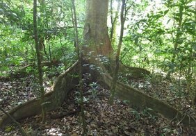 Mit Laub bedeckter Waldboden  