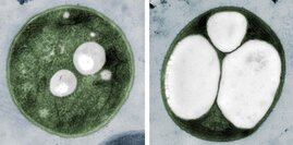 Neue Varianten des Bakteriums produzieren deutlich mehr PHB. 