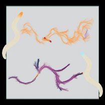 Die Analyse von Verhaltenszuständen zeigt Aggression bei räuberischen Fadenwürmern. Fadenwürmer