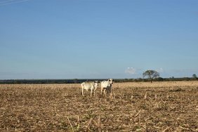 Zwei Kühe auf Weideland