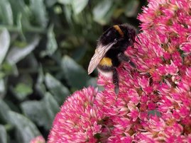 Junge Hummelkönigin an einer Blüte