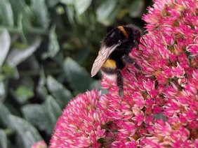 Junge Hummelkönigin an einer Blüte