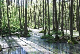 Von Wasserspeicher bis Kohlenstoffsenke: Der Welttag des Bodens am 5. Dezember hebt dessen Bedeutung und vielfältigen Nutzen hervor. 