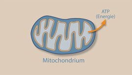 Schemadarstellung eines Mitochondriums. Diese Organellen sind in der Zelle verantwortlich für die Herstellung energiereicher Verbindungen wie ATP