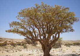 Weihrauchbaum, aufgenommen im Oman.  