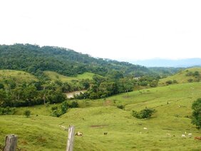 Lacandona-Regenwald im Südosten Mexikos: Das ein Hektar große Waldstück in der Mitte hat hohe Bäume, die als Nistplatz seltener Ara-Papageien dienen. 