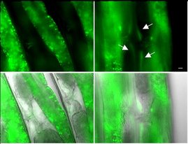 Mäßige Kälte erhöht den BH2-Spiegel im Muskel des Fadenwurms C. elegans. Der Muskel ist eine wichtige Quelle für BH2 und fungiert als metabolischer Knotenpunkt. Ausschnite des Muskels des Fadenwurms C. elegans.