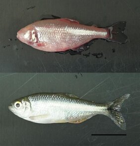Mexikanischer Salmler
