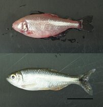 Mexikanischer Salmler