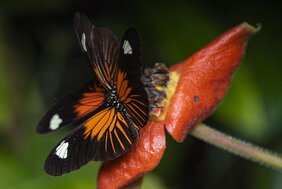 Ein Heliconius-Schmetterling aus dem Tiefland.  